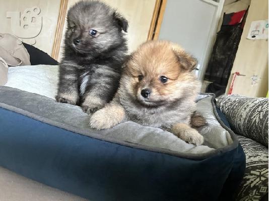 Pomeranian